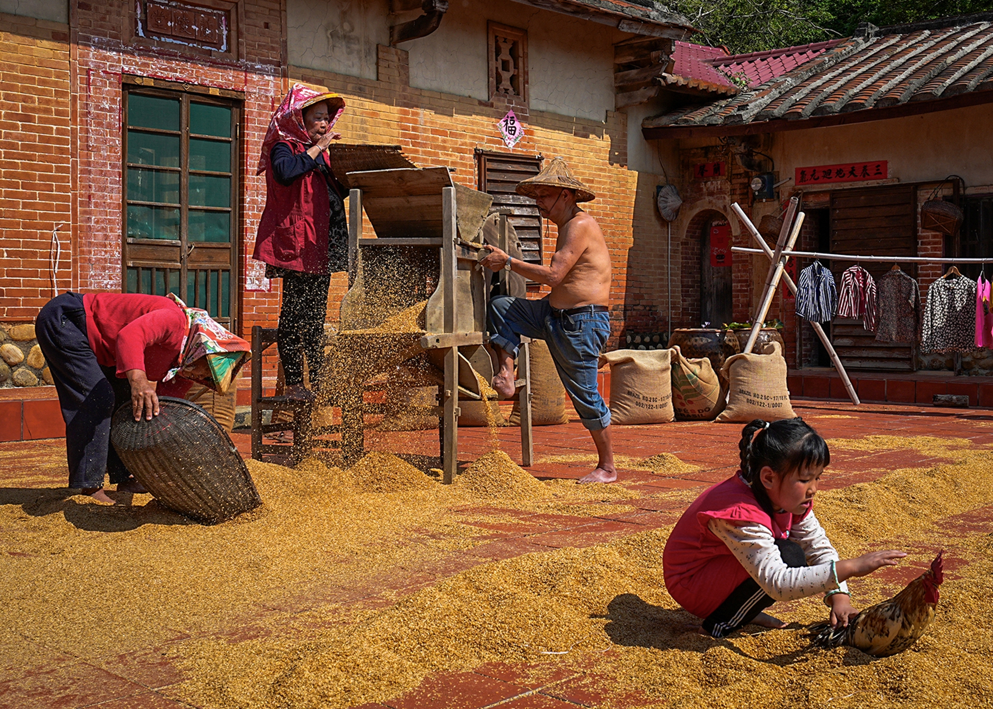 優選  傳統曬稻四  張坤柏